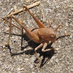 Thyreonotus bidens