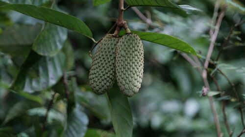 Annona hypoglauca observed 2025-02-26