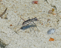 Ellipsoptera marginata