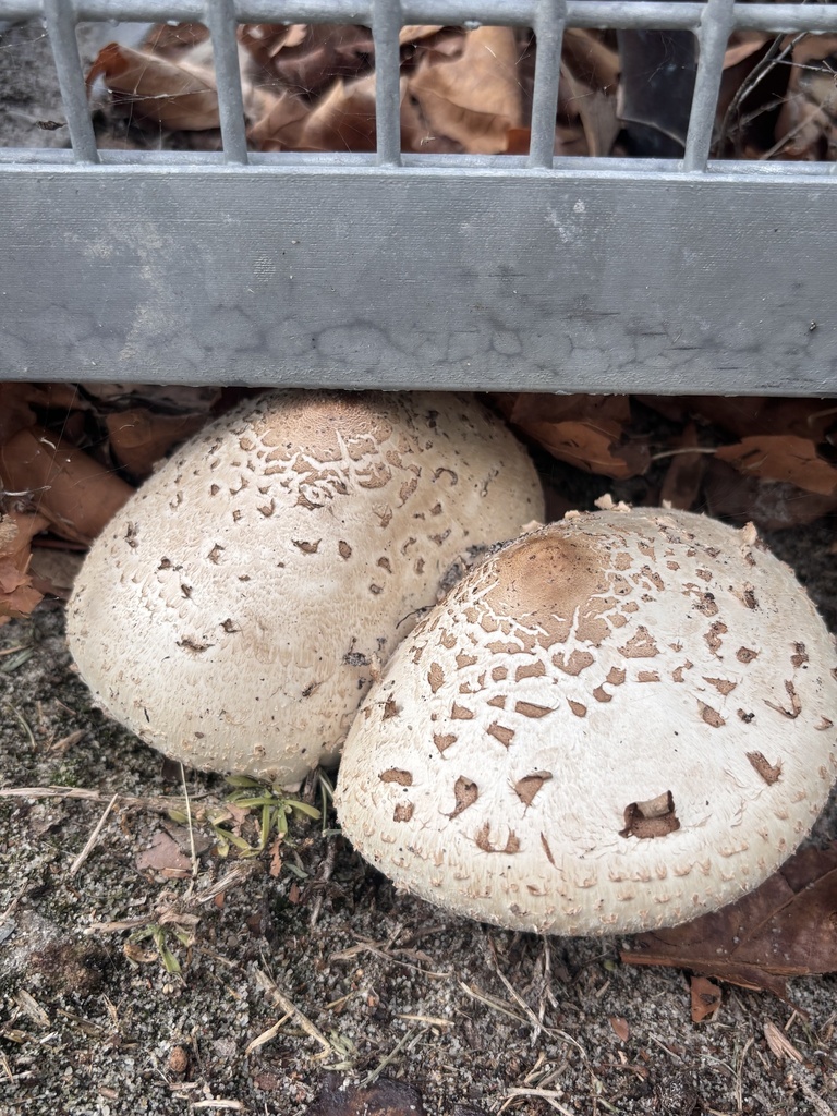 Chlorophyllum molybdites · February 2025 · photo: © networkentity (iNaturalist, cc-by)