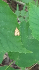 Cenopis reticulatana