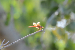 Libellula saturata