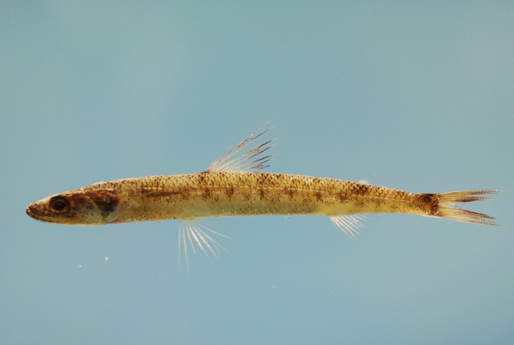 Smallscale Lizardfish