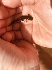 Ambystoma maculatum
