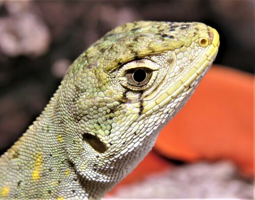 Enyalius capetinga