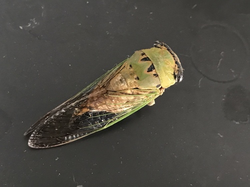 Superb Dog-day Cicada photo 3