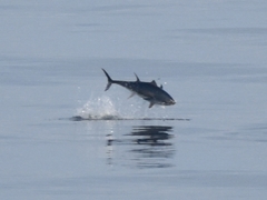 Thunnus