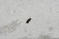 Harpalus griseus