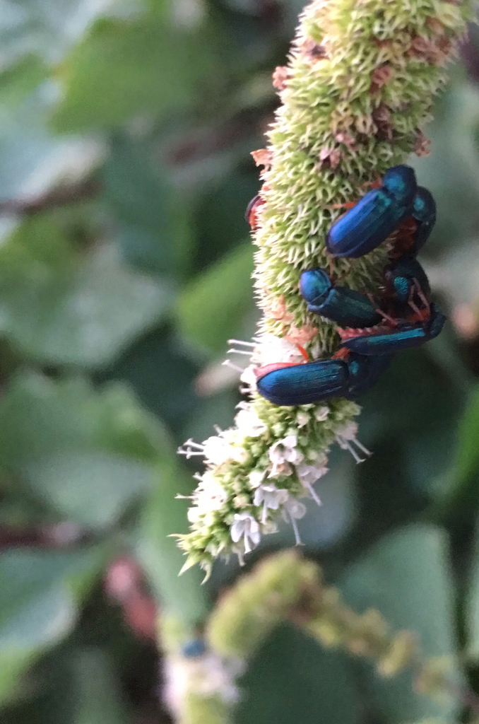 Melyris bicolor