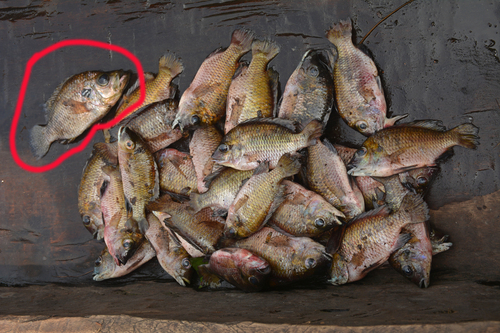 Congo cichlid (Pterochromis congicus) — Cichlidae