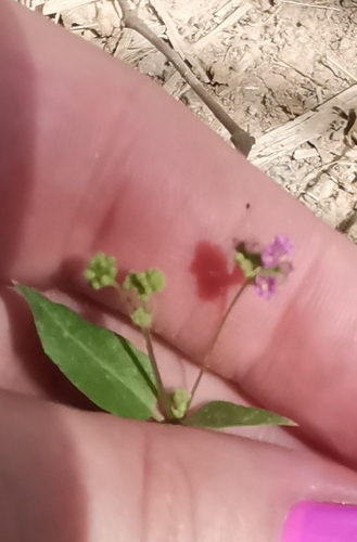 Boerhavia diffusa iNat (3)