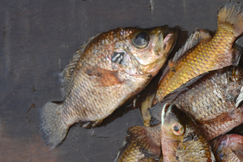 Congo-roofcichlide (Pterochromis congicus) — Cichlidae