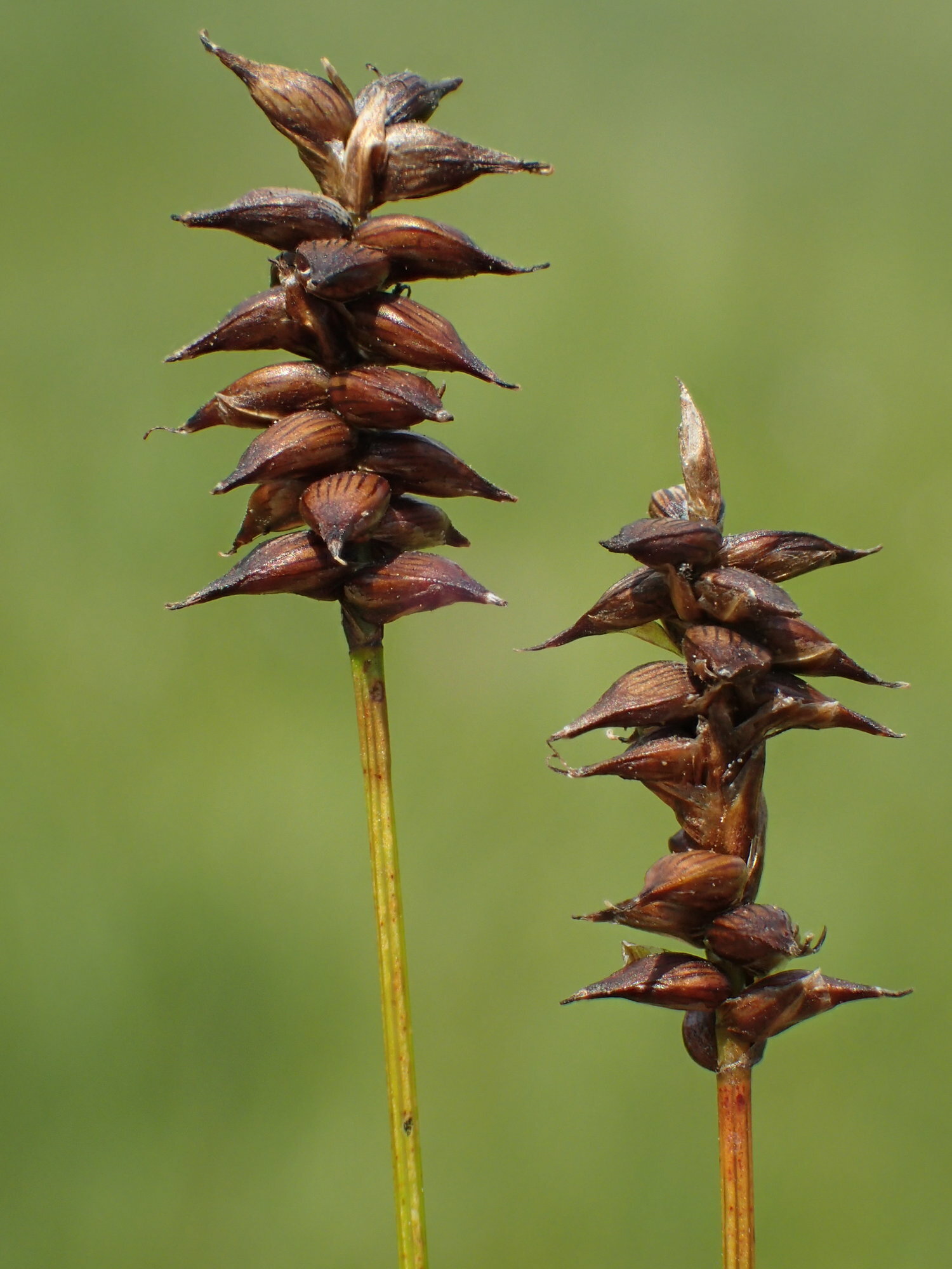 Carex dioica