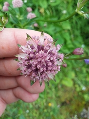 Astrantia