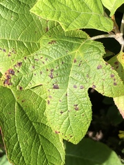 Cercospora hydrangeae