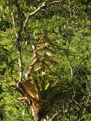 Tillandsia fendleri