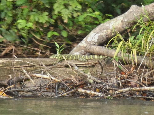 Nile Monitor