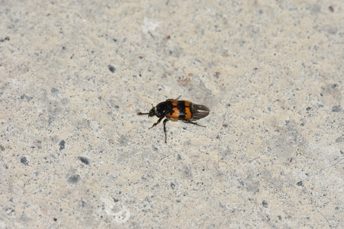 Hrobárik obyčajný (Nicrophorus vespillo)