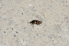 Nicrophorus vespillo