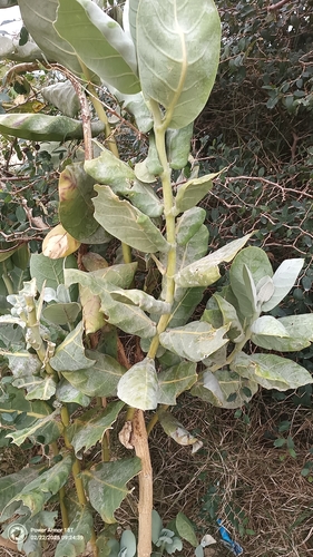 giant milkweed