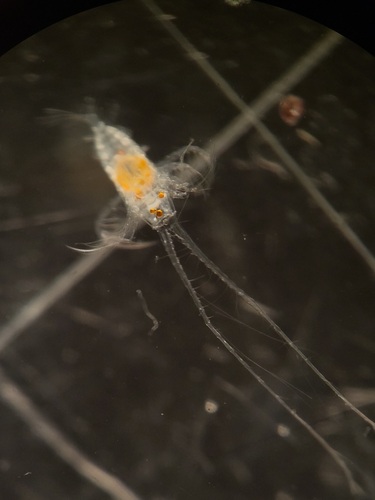 Haloptilus longicornis