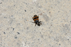 Nicrophorus vespillo