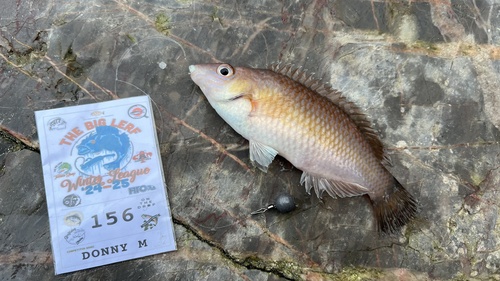 Rock cook (Centrolabrus exoletus) — Labridae — 3