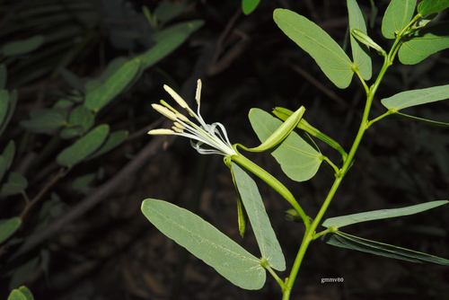 Bauhinia hagenbeckii, 2025-02-22