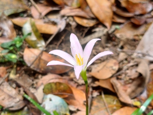 Cuban Zephyrlily (Zephyranthes rosea)