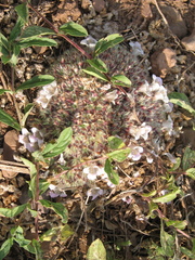 Lepidagathis cristata