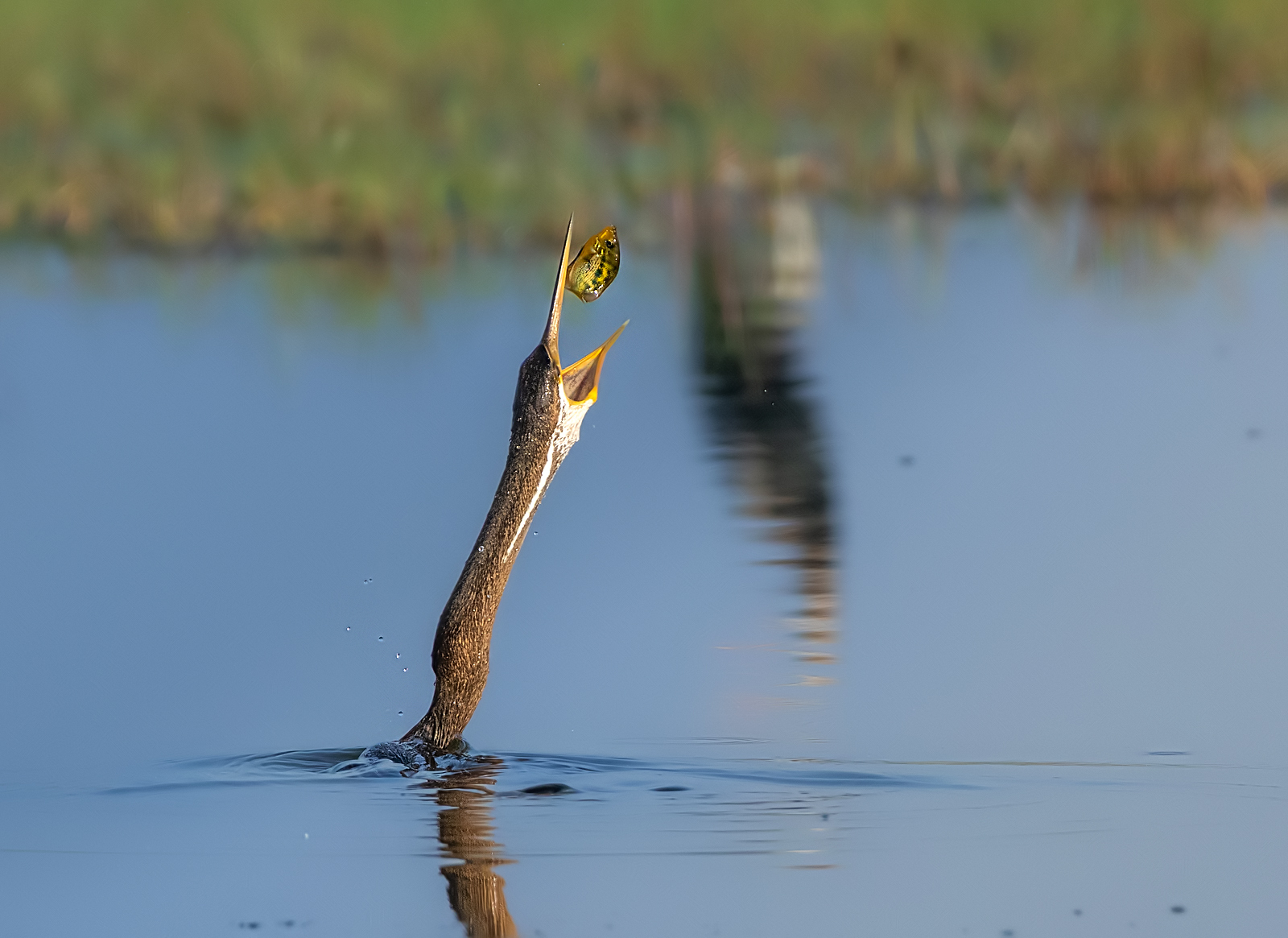 Oriental Darter illustration