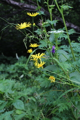 Doronicum macrophyllum