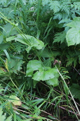 Doronicum macrophyllum
