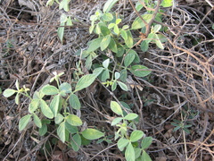 Cajanus scarabaeoides