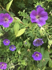 Geranium sylvaticum
