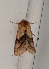 Pyrrhia exprimens