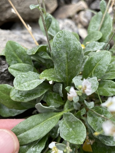 Image of White Bladderpod (Physaria purpurea) by (c) Martin Purdy, some rights reserved (CC BY)