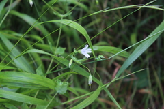 Cerastium davuricum