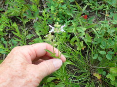 Stachys hyssopifolia