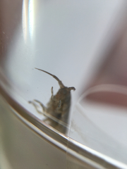 Traskorchestia traskiana