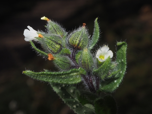 Nonea echioides, 2025-02-26