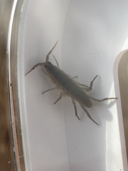 Traskorchestia traskiana