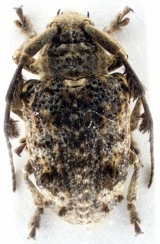 Crossotus bifasciatus