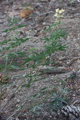 Lupinus angustiflorus