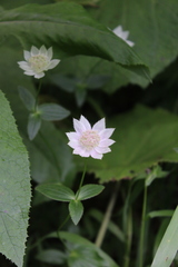 Astrantia maxima