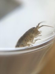 Traskorchestia traskiana