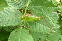 Leptophyes laticauda