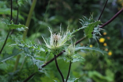 Cirsium obvallatum