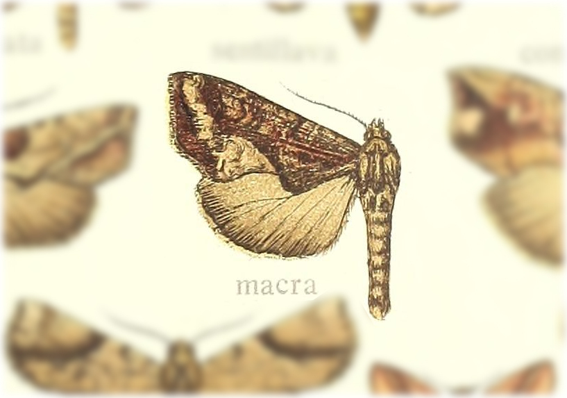 Plusiodonta macra