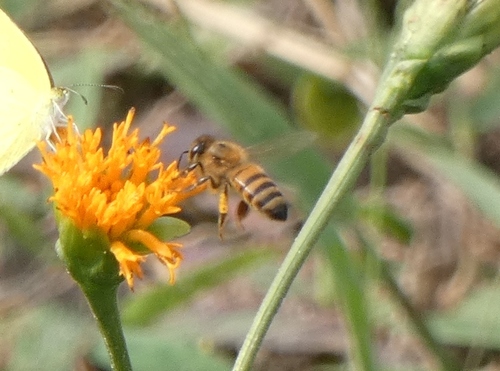 West African Honey Bee
